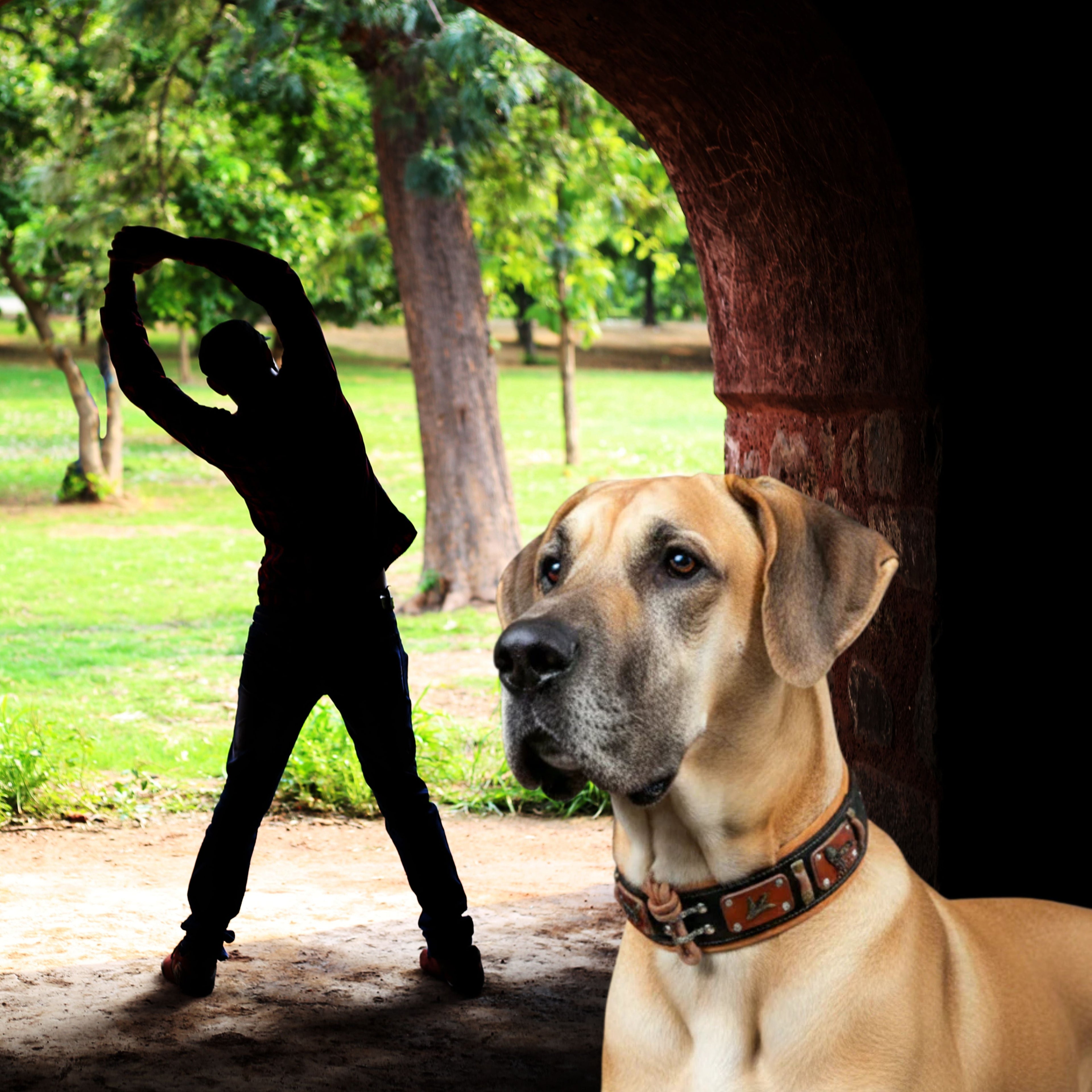 HUNT for Dogs
