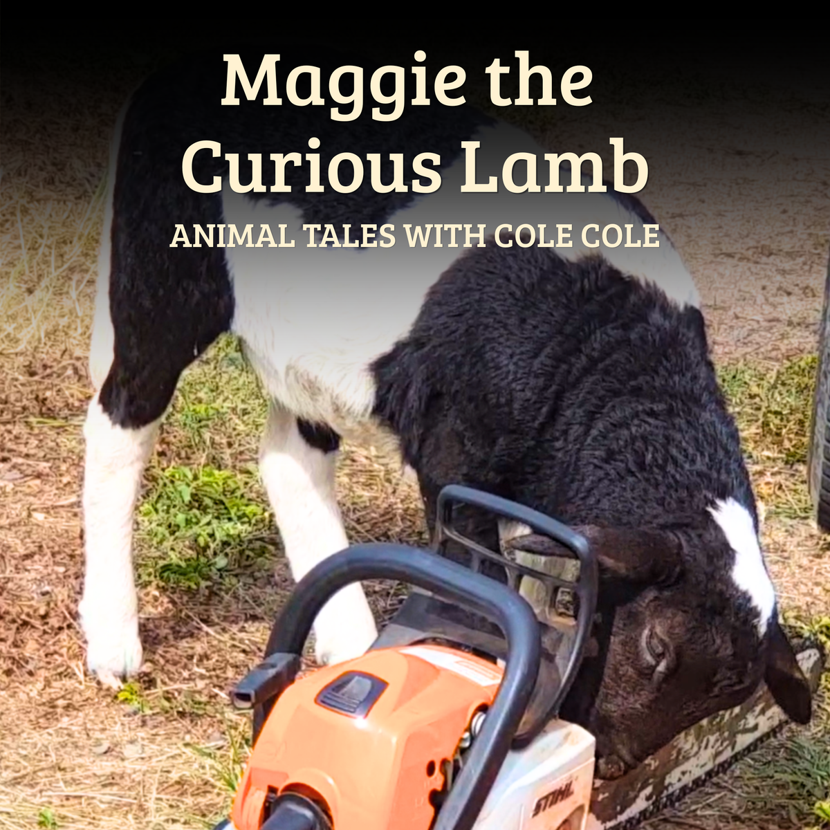 Maggie the Curious Lamb – Paperback Book, Songs & Educator Guide | Single-Service Licence