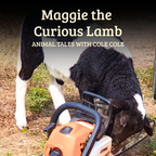 Maggie the Curious Lamb – Paperback & Digital Family Pack