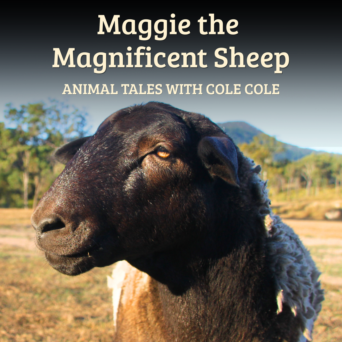 Maggie the Magnificent Sheep – Paperback Book, Songs & Educator Guide | Single-Service Licence