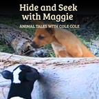 Hide and Seek with Maggie – Paperback Book, Songs & Educator Guide | Single-Service Licence