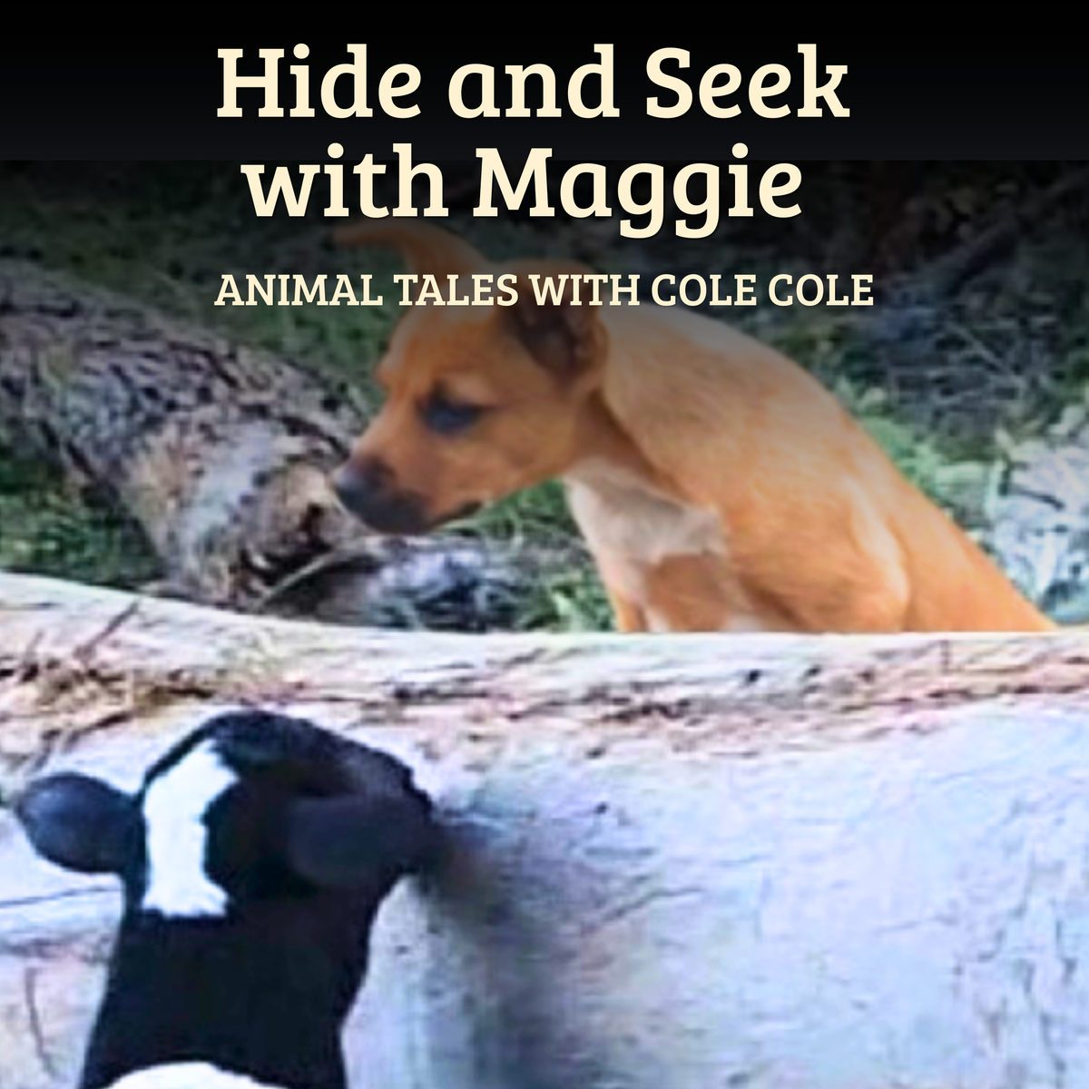 Hide and Seek with Maggie – Paperback Book, Songs & Educator Guide | Single-Service Licence