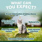 PetzPark - Urinary + Kidney - For Cats - 90g Powder