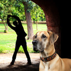 The Hunter Collar/leash