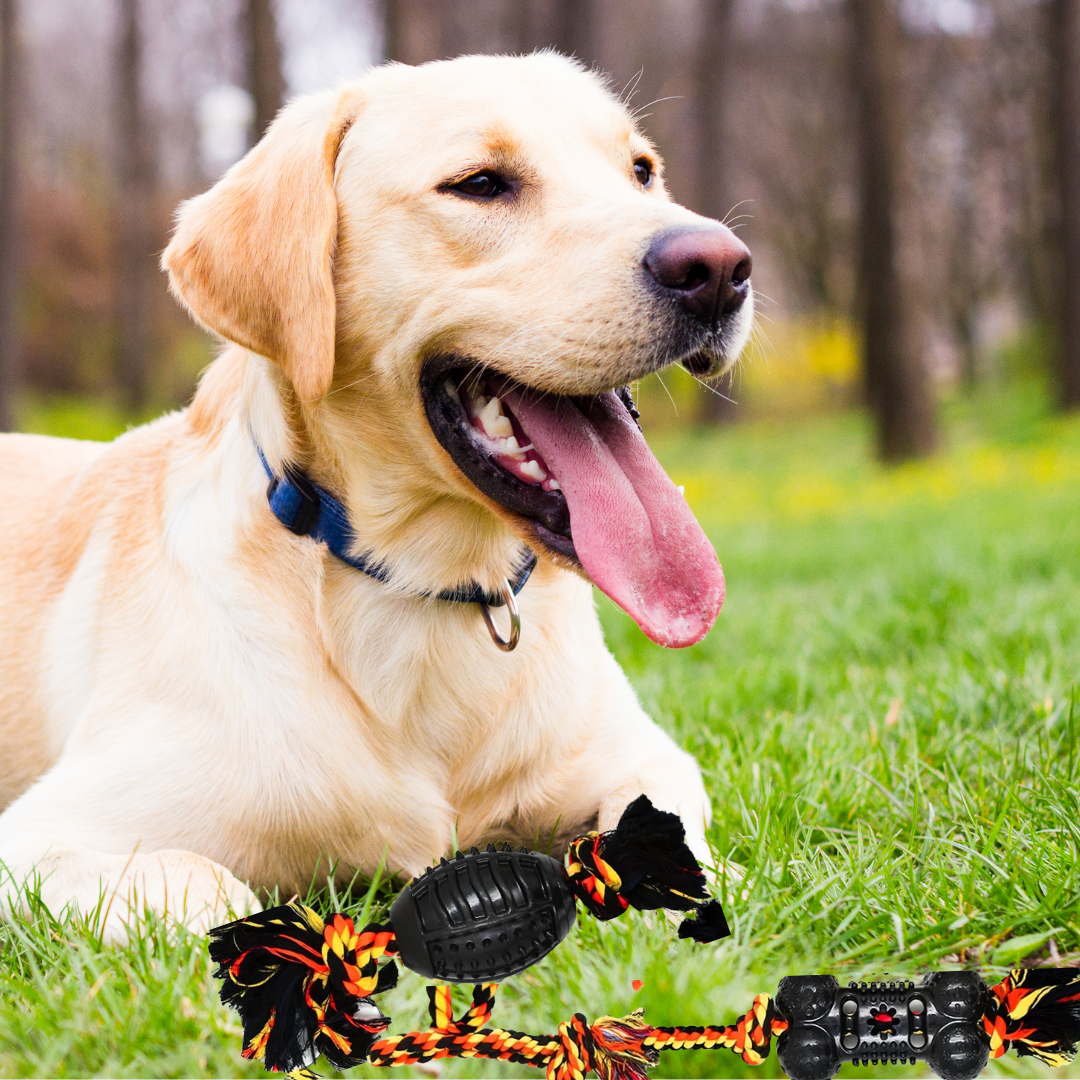 Dog Chew Toys for Small Breeds Rubber (6pcs)