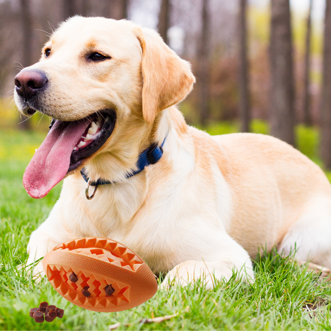 RUFF Play - TPR Foam Treat Rugby